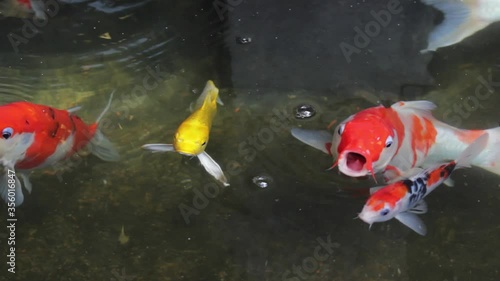 Fish Koi, Fancy carp swimming in a pond