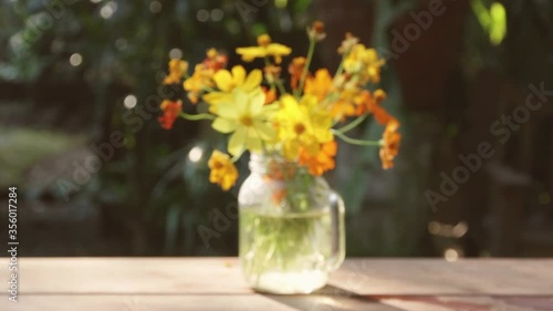The beautiful yellow cosmos in a vase placed on a wooden table with the light from the sunset