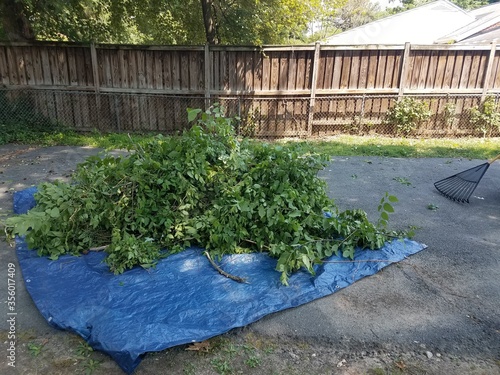 a load of leaves in a blue tarp