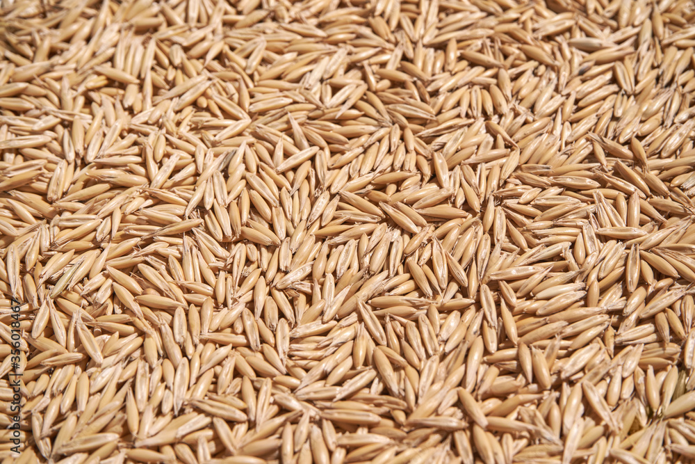 Oat grain texture. Natural organic market. Closeup ecology. Farming flakes view. Groats wallpaper. Whole oatmeal background. Crop cereal seeds. Brown and yellow heap. Hard shadows. Sun day