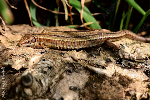 Close up of a female Common Lizard. Scientific name Zootoca Vivipara. She is identified by the stripe along her back and light brown colouring as she basks in the shadowy sunlight,