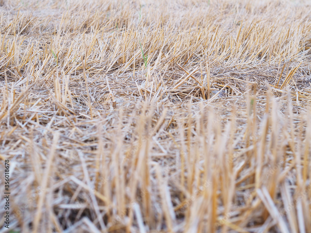 Fototapeta premium Close up brown straw of rice field after harvesting.