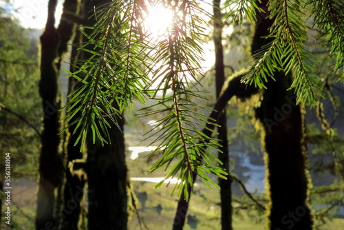 Sunlight through tree branches