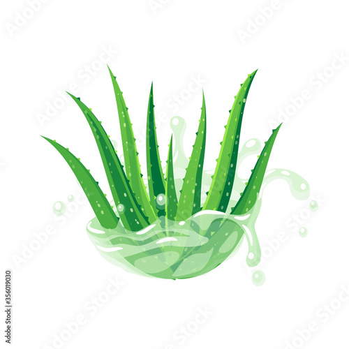 Aloe vera plant in water splash. Skin care product design label packaging template. Vector illustration flat cartoon icon isolated on white background.