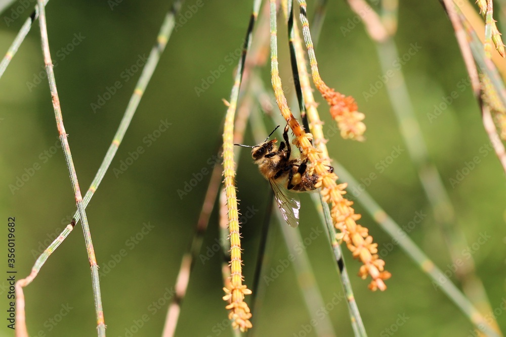 Honey Bee collecting nectar and pollen from Sheoak tree, South Australia Honey Bee collecting nectar and pollen from Sheoak tree, South Australia