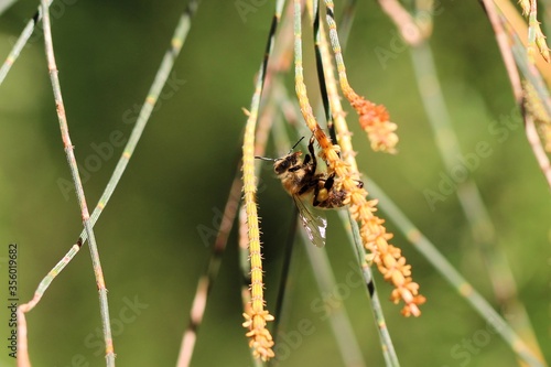 Honey Bee collecting nectar and pollen from Sheoak tree, South Australia
