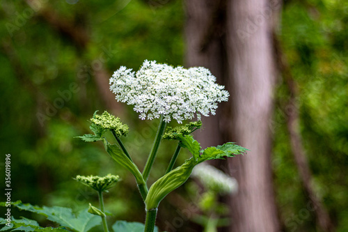 White flower spring 