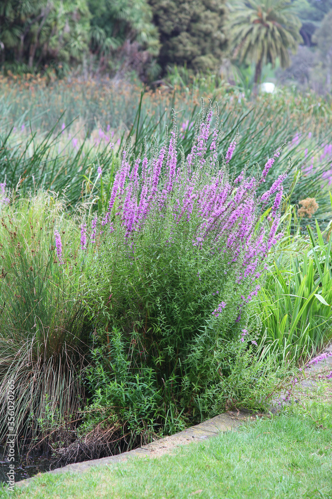 Beautiful Australian garden featuring purple Lythrum salicaria, jacarandas,daisies and english garden plants, featuring rusty wrought iron garden edging. Beautiful Australian garden featuring purple Lythrum salicaria, jacarandas,daisies and english garden plants, featuring rusty wrought iron garden edging.