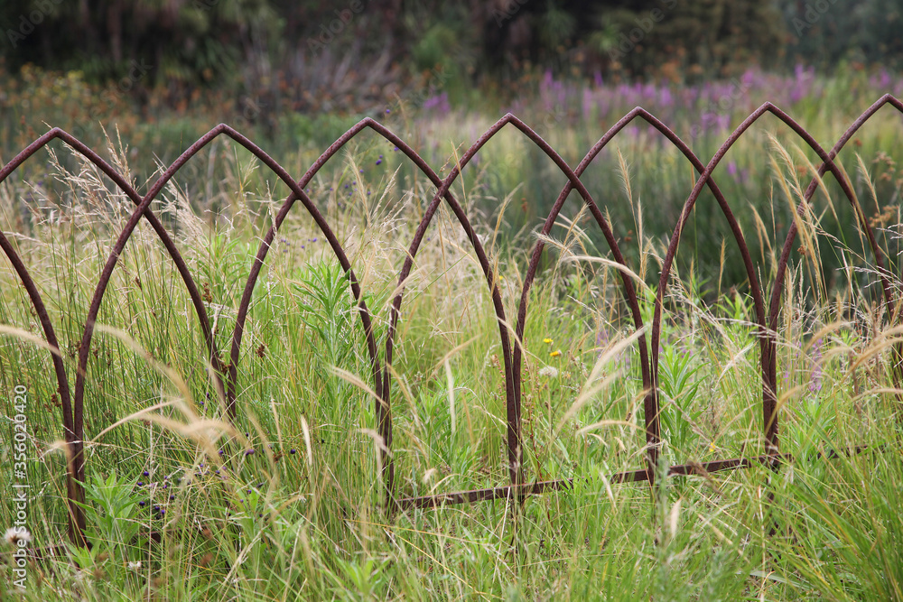 Beautiful Australian garden featuring purple Lythrum salicaria