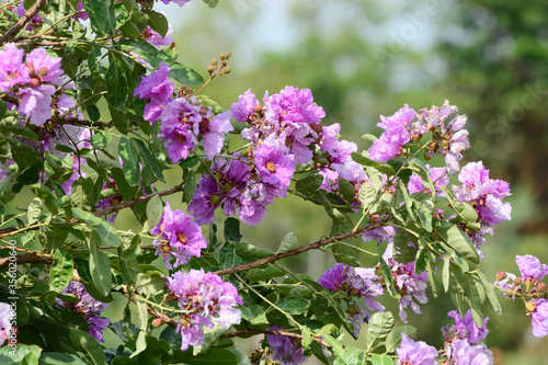 flowers of a lilac