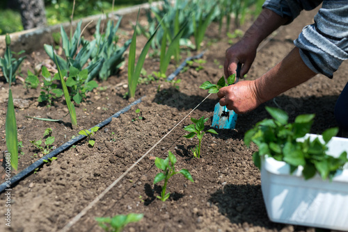 Close up of gardener s hands planting a pepper seedling in the vegetable garden - selective focus