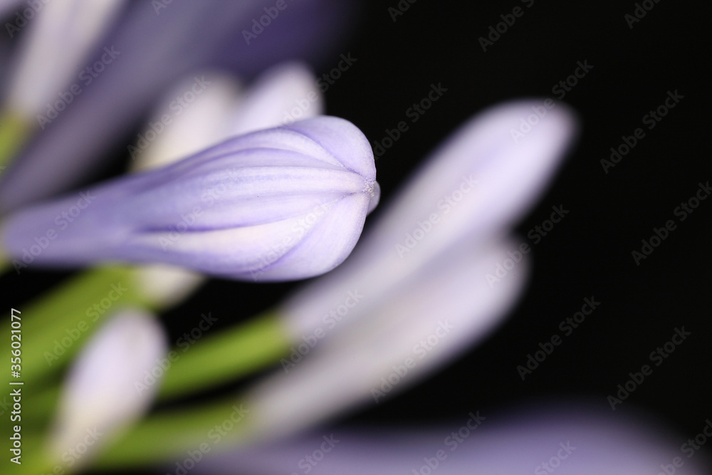 Fototapeta premium Beautiful purple and white Agapanthus flowers with leaves in background
