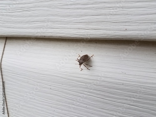 Fotografie, Tablou stink bug insect on white house siding