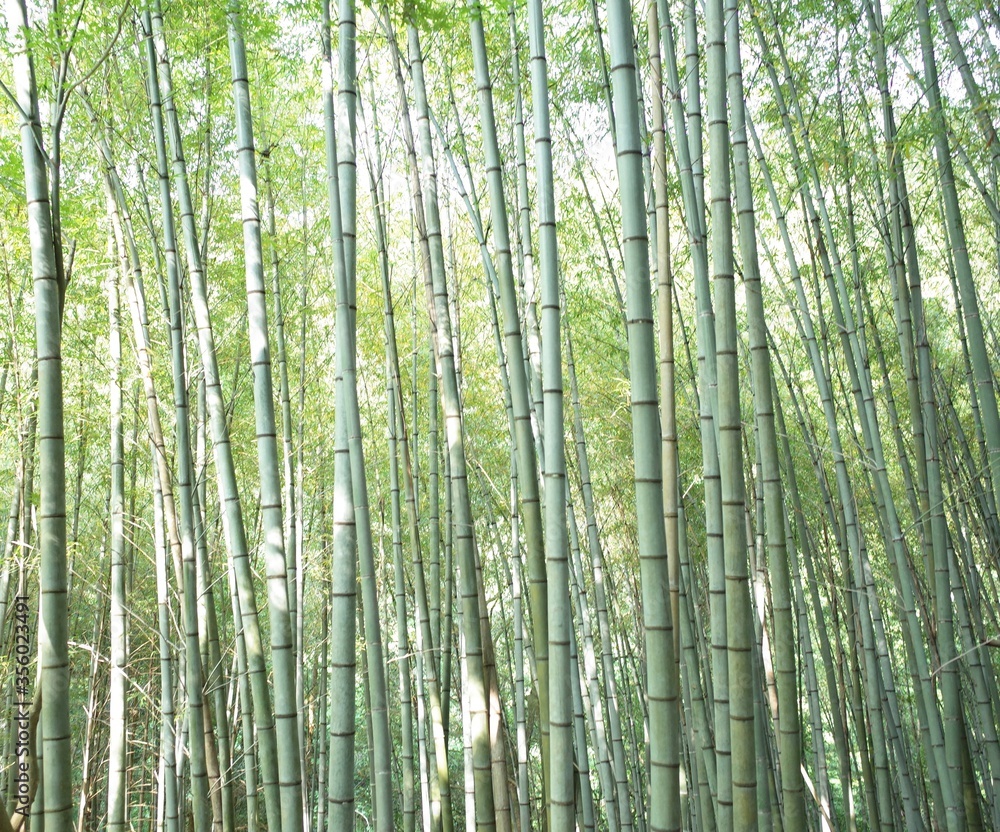 竹林 竹林