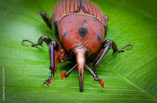  macro image of a red palm weevil