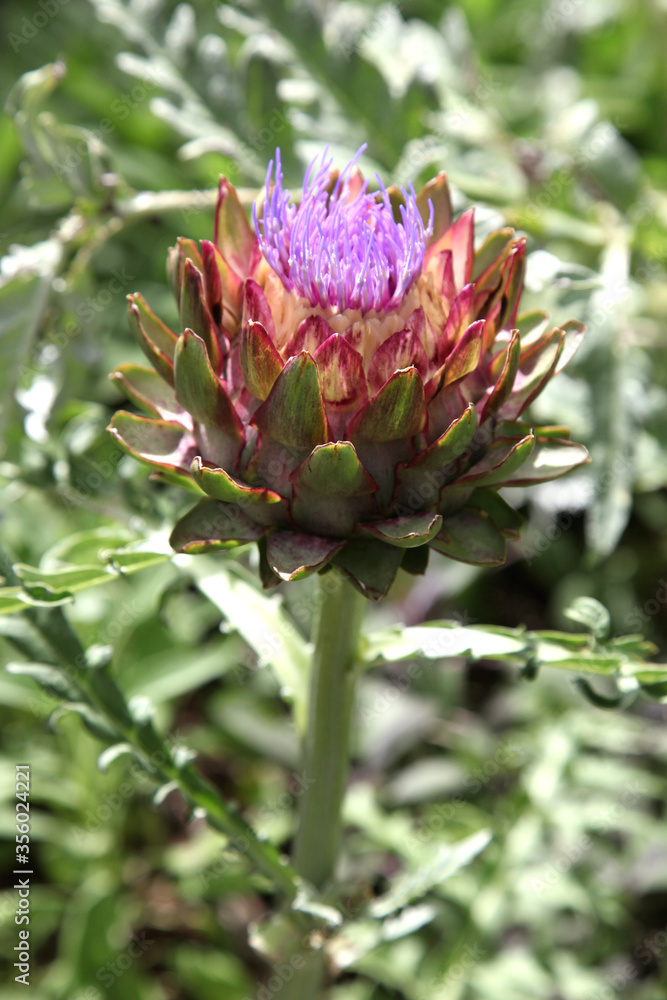 Healthy artichoke flowers growing in tropical queensland garden Healthy artichoke flowers growing in tropical queensland garden