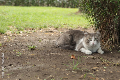 Cat name: Alastor photo