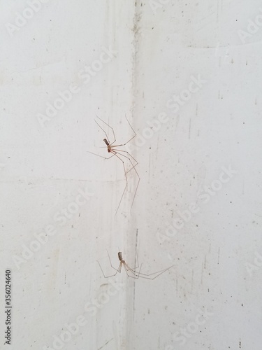 two spiders and a white wall