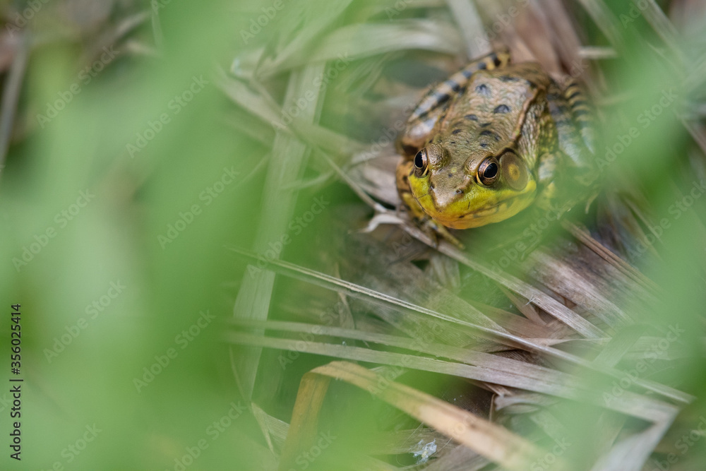 Close-up of a bullfrog Close-up of a bullfrog