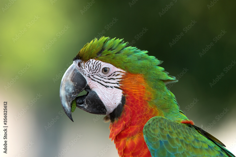 Fototapeta premium Closeup haed of red and green macaw