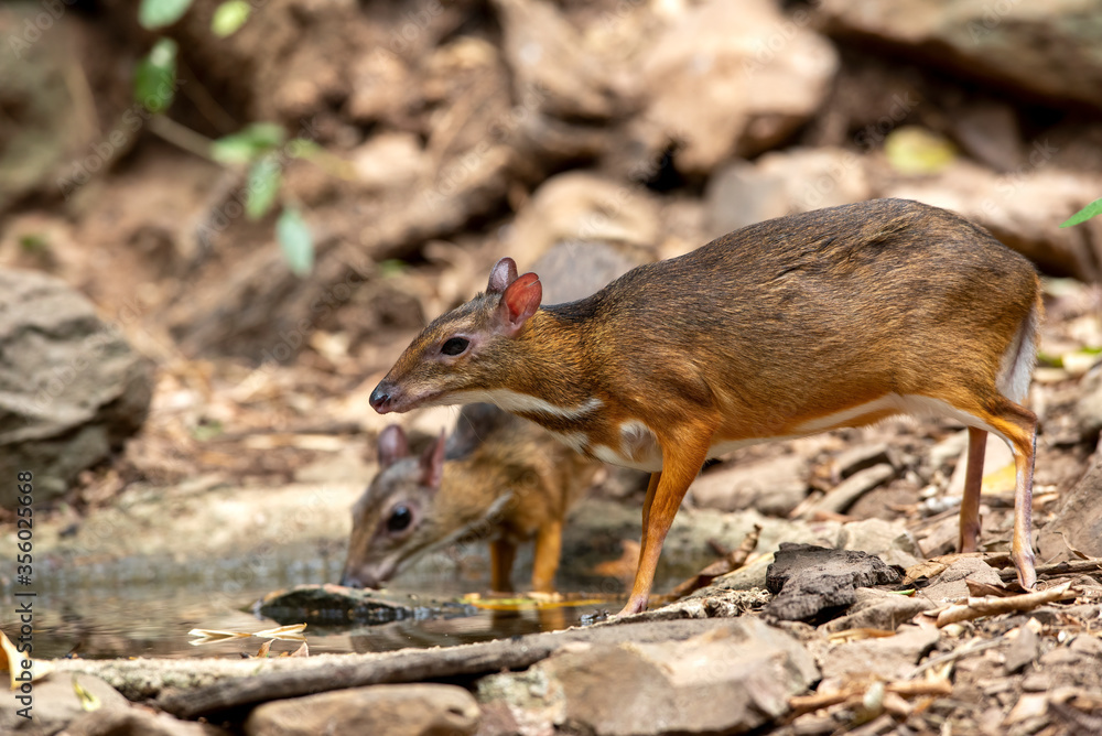 Mouse-deer or Chevrotain is coming out to drink water to sustain life. Mouse-deer or Chevrotain is coming out to drink water to sustain life.