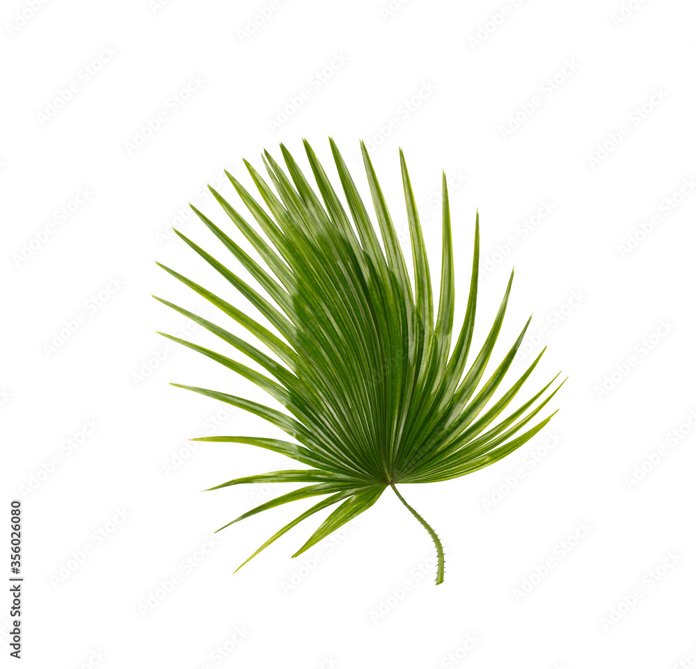 Fototapeta premium Green leaf of palm tree background