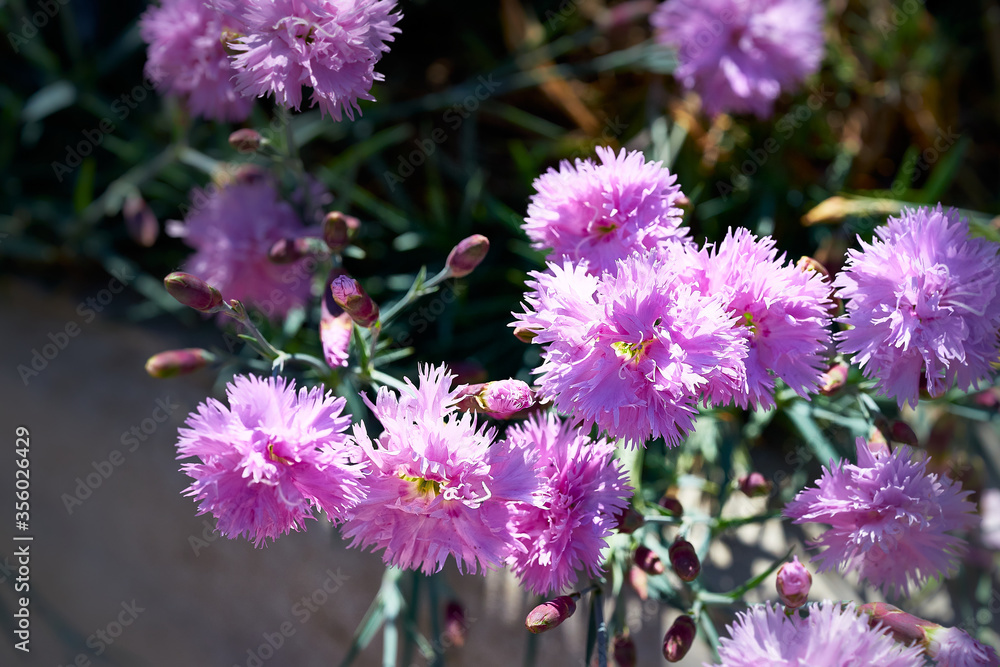 Fototapeta premium Blooming carnation. Pink carnation flowers.