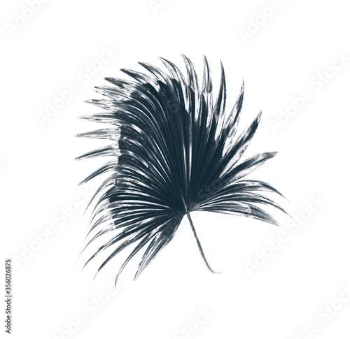 Green leaves of palm tree on white background