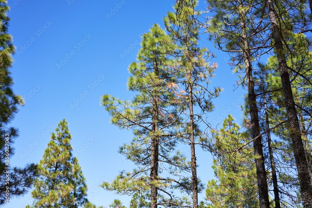 Obraz premium Beautiful trees landscape