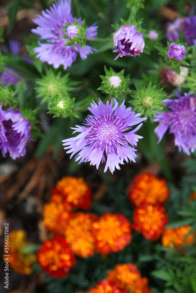 Beautiful purple Aster flowers outside in garden surrounded by green leaves Beautiful purple Aster flowers outside in garden surrounded by green leaves