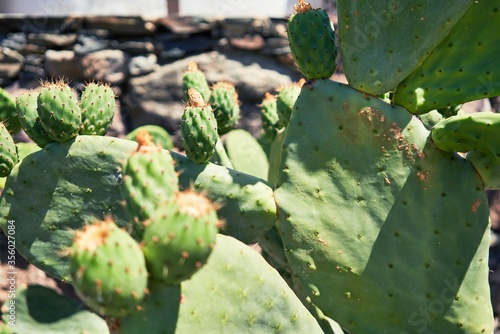 Close up of succulent green cactus at botanical garden