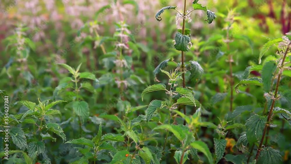 Green nettle moves slowly in the wind. Green nettle moves slowly in the wind.