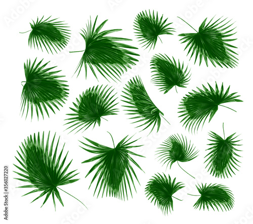 green palm leaf on white for summer background