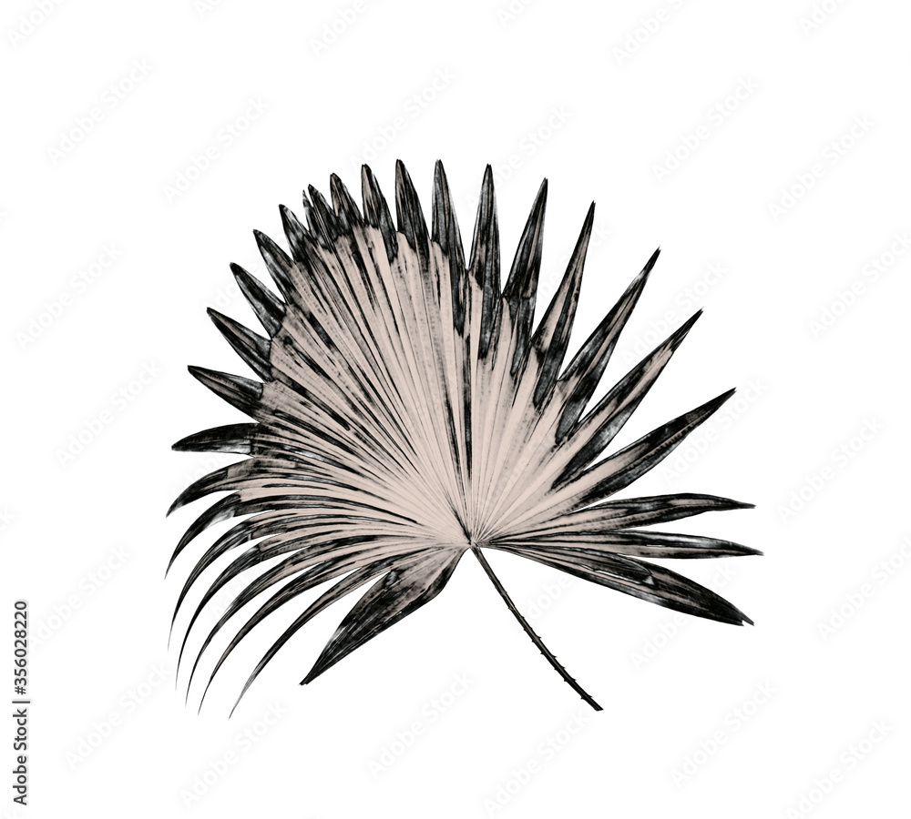 Obraz premium leaf of palm tree background