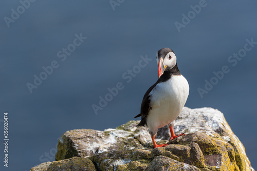 The Atlantic puffin (Fratercula arctica), also known as the common puffin, is a species of seabird in the auk family.