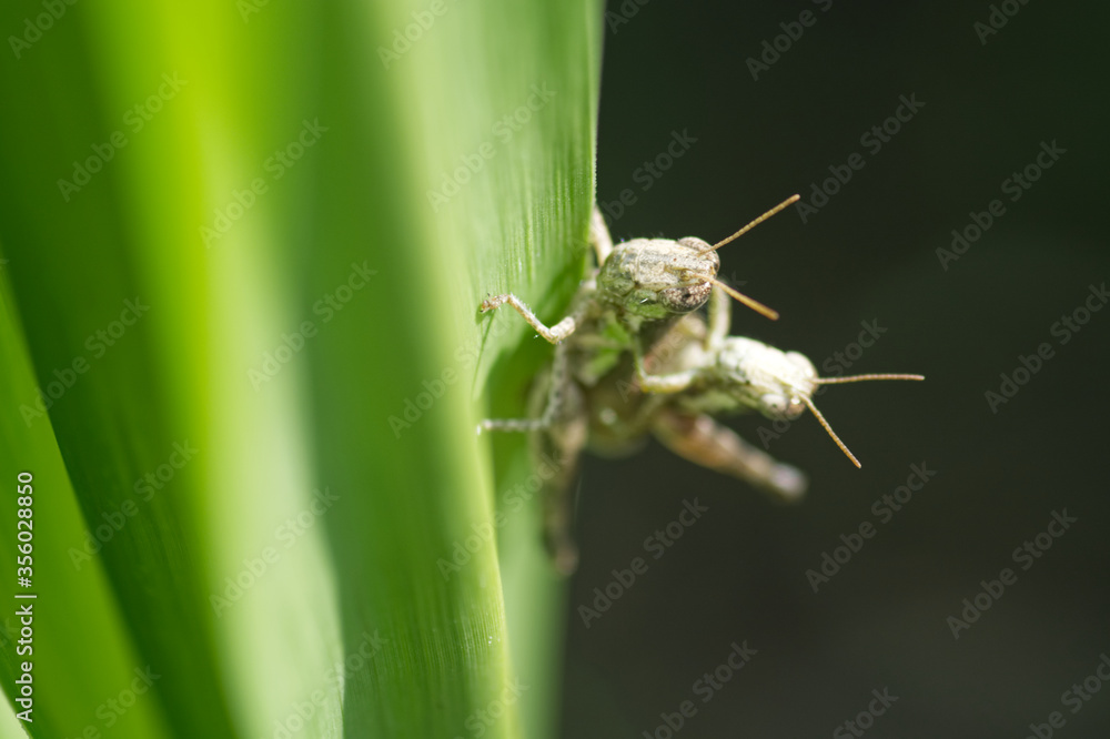 Naklejka premium grasshopper on a leaf