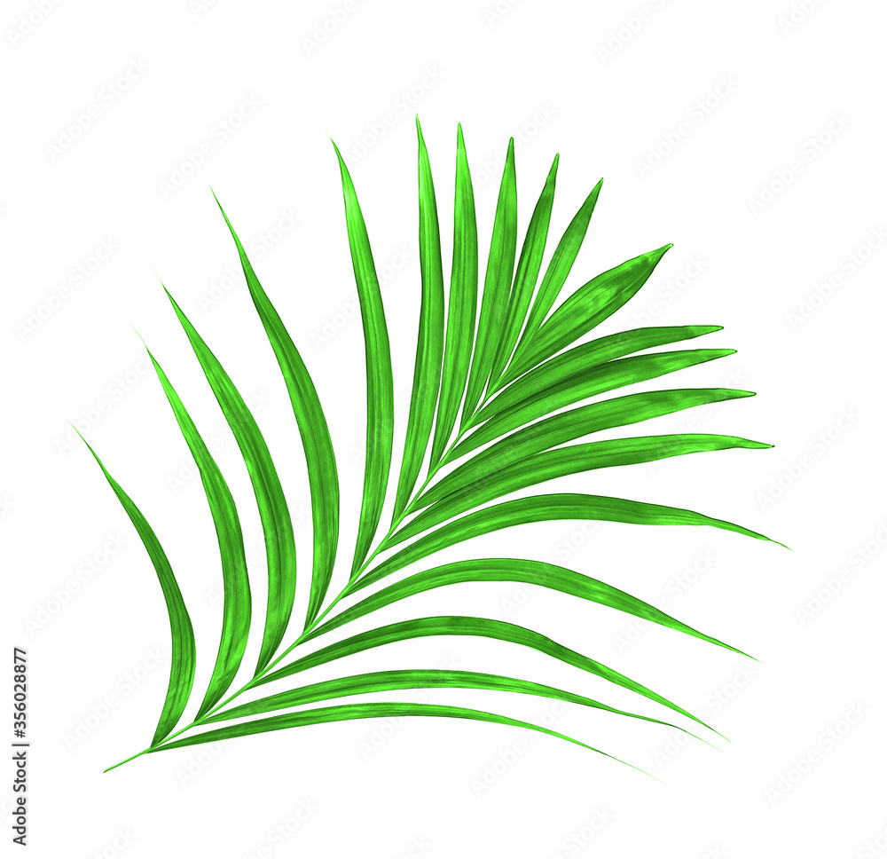 Green leaf of palm tree on white background Green leaf of palm tree on white background
