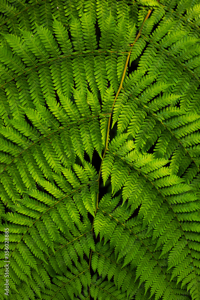 Fototapeta premium Close up of fern leaf. Lush green tropical plant. Fern leaf for background. Nature and environment concept. Bali, Indonesia.