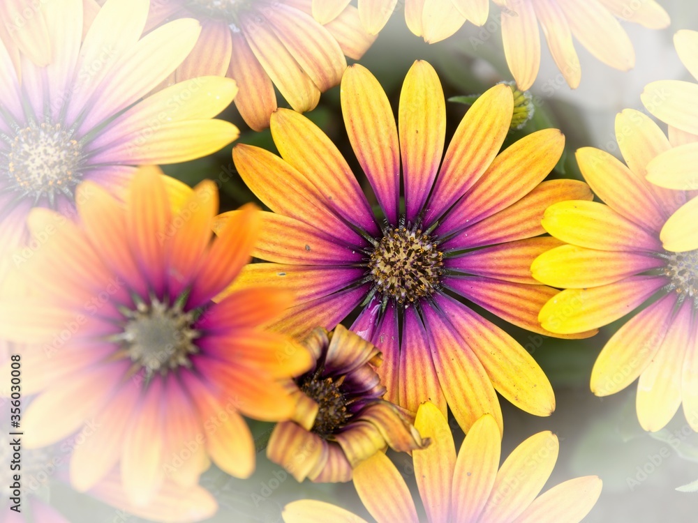 Rudbeckia Flowers, ornamental yellow-reddish daisy blooming in the early summer Rudbeckia Flowers, ornamental yellow-reddish daisy blooming in the early summer