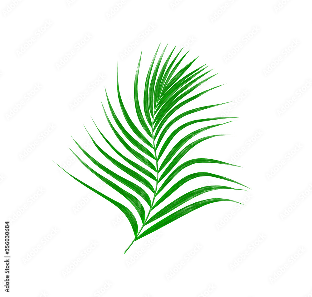 Green leaves of palm tree isolated on white background Green leaves of palm tree isolated on white background
