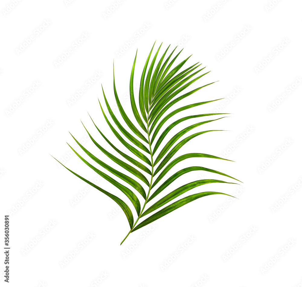 Naklejka premium Green leaves of palm tree isolated on white background