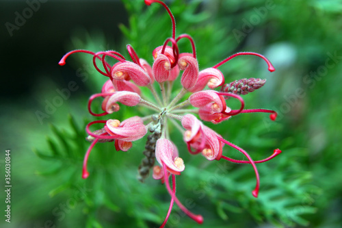 Closeup of pink and yellow Grevillea flower located in Queensland, Australia photo