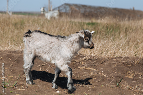 Little white goat walk on the ground