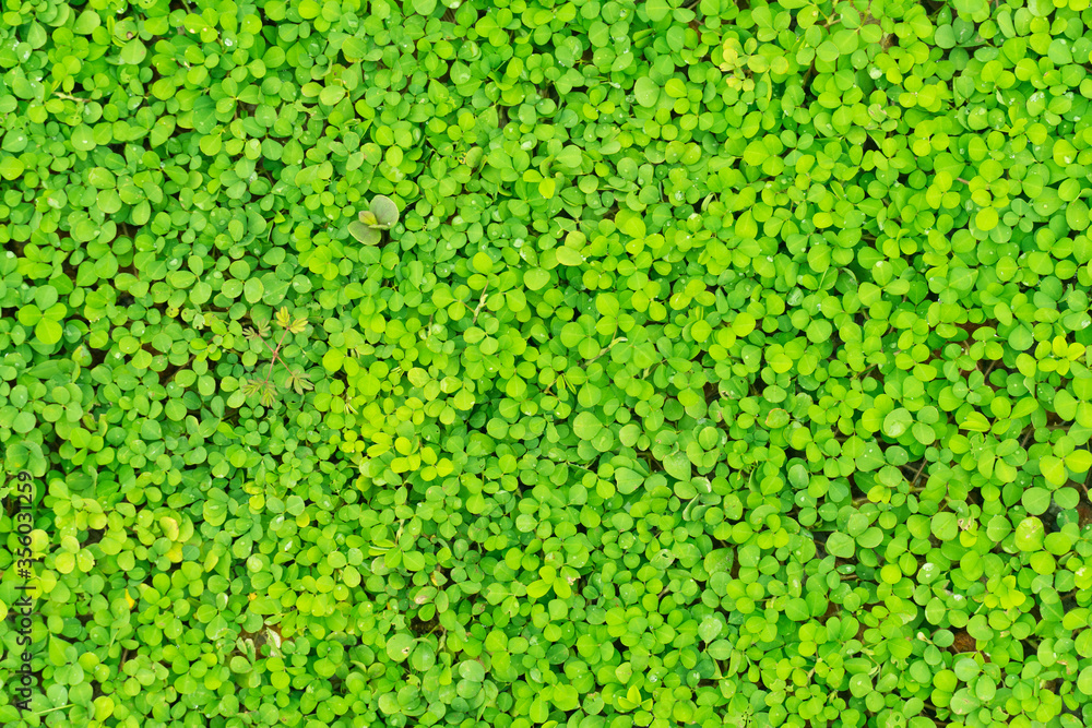 freshness texture of small green leave on the floor garden for summer nature background freshness texture of small green leave on the floor garden for summer nature background