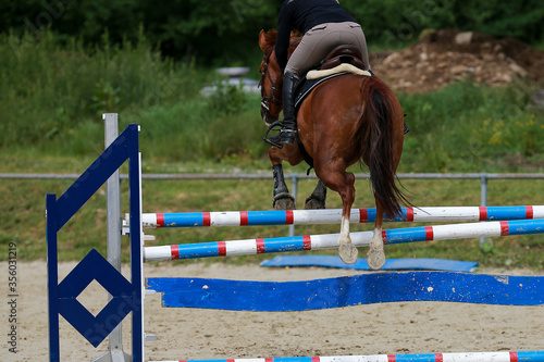 Show jumper (horse) with rider when jumping over an obstacle, horse throws off the top pole..