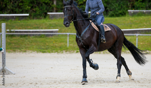 Show jumper (horse) with rider, close-up in outside gallop..