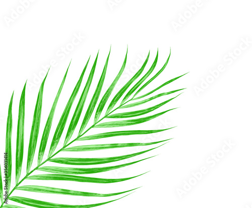 Green leaves of palm tree isolated on white background © studio2013