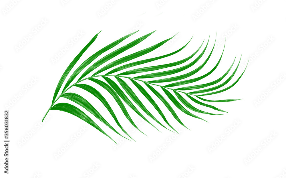 Fototapeta premium Green leaves of palm tree isolated on white background