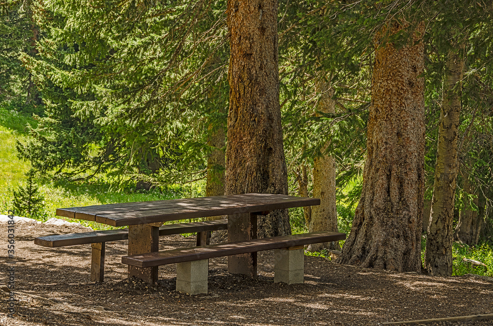 Shady Spot for a Picnic Table
