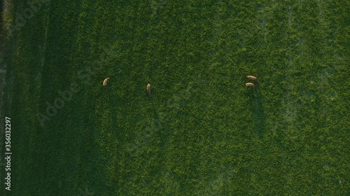 Aerial view above a herd of deer, grazing on a green field, on the countryside of Finland, golden hour, in Porkkala, Uusimaa - Rangifer tarandus fennicus - Descending, top down, drone shot photo